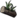 Icon Material lingzhicao.png